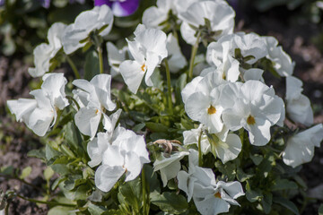 white flowers in the garden