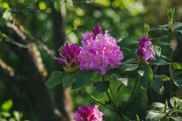 Fototapeta premium pink rhododendron flowers in garden