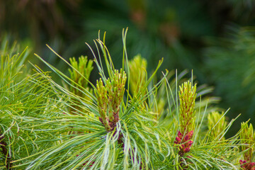 Pine buds on the branches
