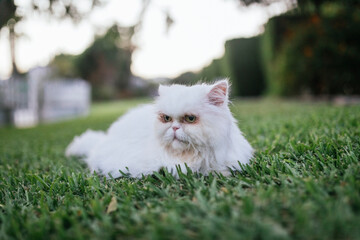 Portrait of a persan cat while he is relaxing in the garden