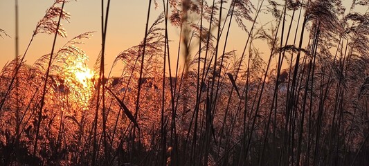 Sonnenuntergang im Schilfg&uuml;rtel