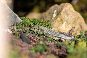 Reptile chilling on a warm spring day. Lovely small animal on green fresh plants. Large stones surrounding the flora. Selective focus on the details, blurred background.