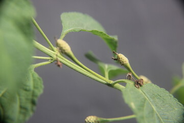 Seed buds of a flower