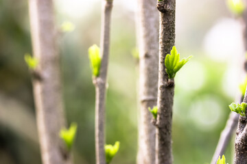 Small young green leaves, buds on the branches of bushes, trees in the spring botanical garden, blurry background. Nature awakening to life after winter. Thin twigs in natural light. Selective focus.