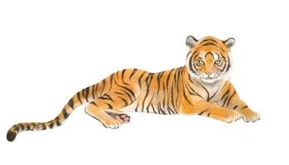 Fototapeta na wymiar Tiger : Tora