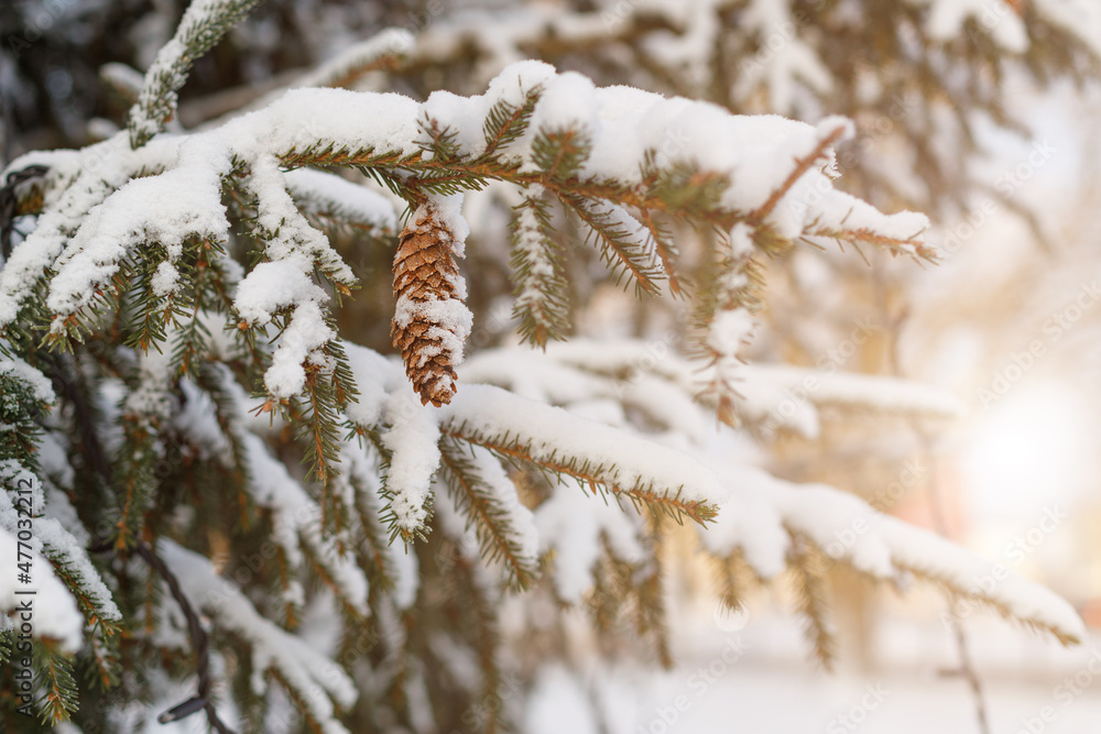 Poster branches of a christmas tree with cones covered with snow