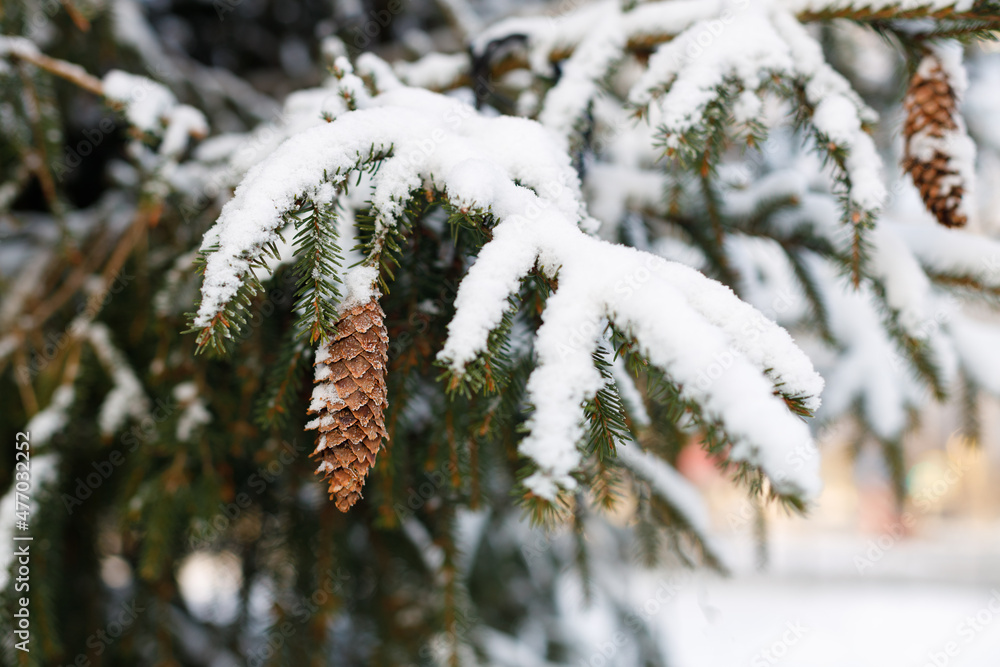 Poster branches of a christmas tree with cones covered with snow