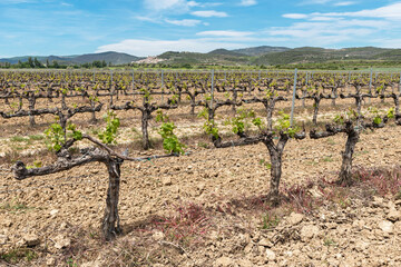 Fototapeta na wymiar Vineyards in the spring of Aibar