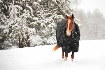 A horse stands in a winter snowstorm and braces against the cold winter wind.