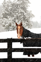 A horse stands in a winter snowstorm and braces against the cold winter wind.