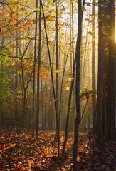 Mist filters through the forest on this autumn morning highlighting the colorful leaves