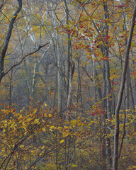 A walk through a forest in full autumn color 
