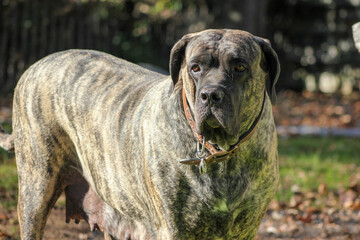 Brindle Mastiff