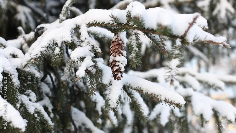 Poster branches of a christmas tree with cones covered with snow
