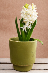 White hyacinth flower in green ceramic pot.