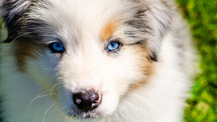 Blue-eyed female Australian Shepherd called Cookie