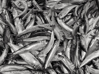 grande quantità di sardine al mercato del pesce