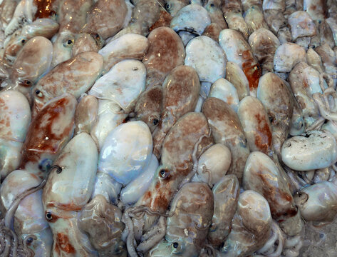 grande quantit&agrave; di seppie fresche al mercato del pesce