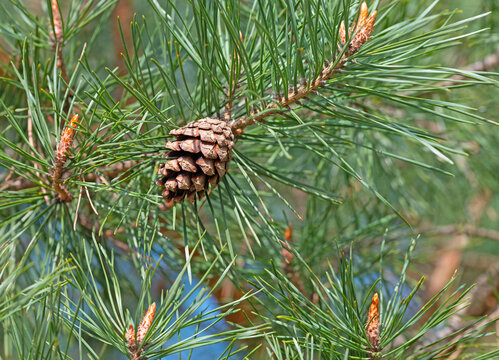 Kiefer, Pinus, mit Kiefernzapfen