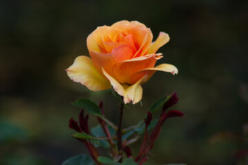 Orange rose in the garden