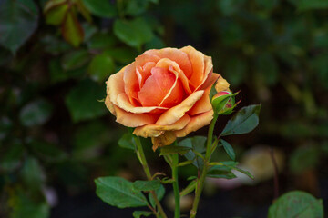 orange rose in garden