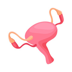 Human Organs Womb Composition