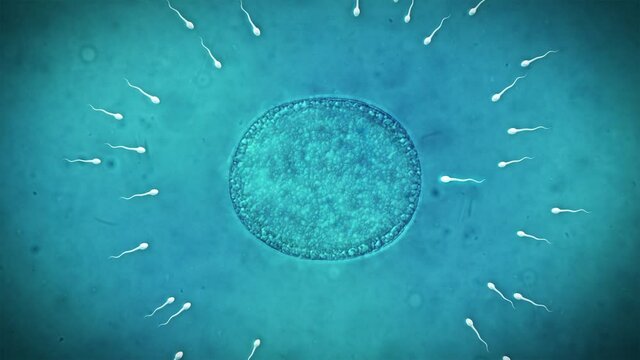 fertilization process of egg and sperm-top view-4k Resolution.