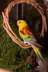 New Year's colorful parrot