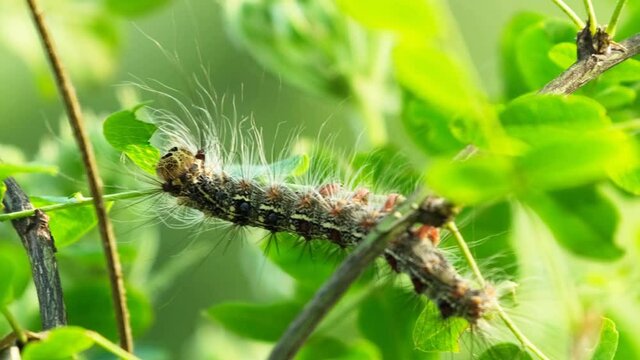 Silkworm caterpillar eating green leaves (Lymantria dispar) 
