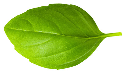 Fototapeta na wymiar fresh basil leaf isolated on white background