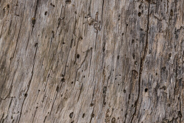 Tree bark closeup
