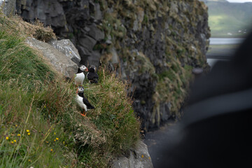 View of the beautiful Puffins  -Fratercula- in the natural environment in Iceland