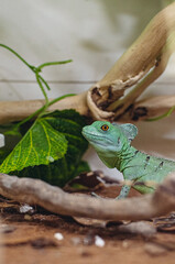 lizard on a tree