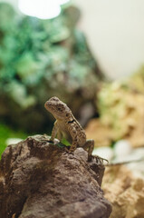 lizard on a tree
