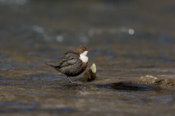 Wasseramsel