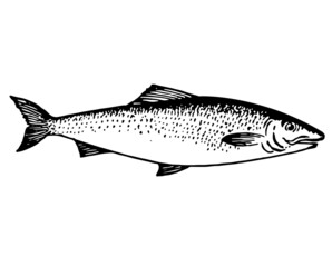 fish trout salmon hand drawn illustration