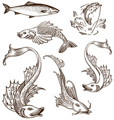 various retro vintage fish illustration set