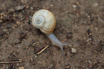 Land snail