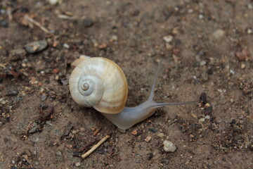 Land snail