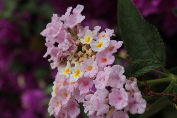 Wildflowers