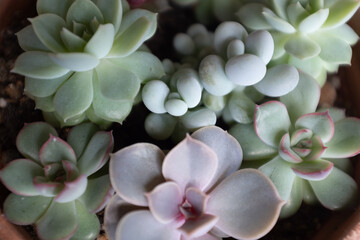 Succulents rosettes, top view. Composition of colorful varieties of echeveria and sedum plants for poster, calendar, post, screensaver, wallpaper, postcard, card, banner, cover, header for website