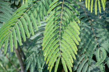 Albizia julibrissin persian silk tree growing in Luisenpark Mannheim Baden Wurttemburg Germany