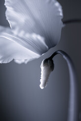 Pąki i kwiat białego clematisa