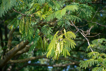 Albizia julibrissin persian silk tree growing in Luisenpark Mannheim Baden Wurttemburg Germany