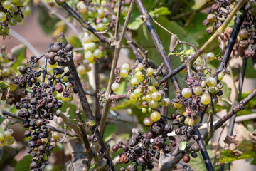 dried up Vitis californica growing in Luisenpark Mannheim Baden Wurttemburg Germany
