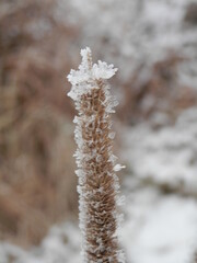 Raureif, aufgenommen in der Windlücke bei Nordhausen