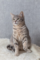 A mongrel striped cat is sitting on a couch and has raised its front paw. Home clean cat on a gray background, close-up