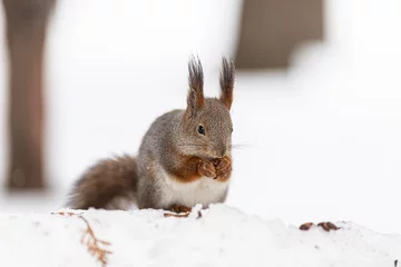 Rolgordijnen Een grijze eekhoorn zit in de winter in de sneeuw en knabbelt aan een noot. Eekhoorn houdt een noot vast met zijn voorpoten, koude besneeuwde winterdag, close-up © Ekaterina Kolomeets