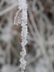 Raureif, aufgenommen in der Windlücke bei Nordhausen