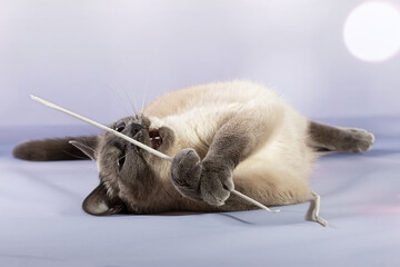 Obraz premium A domestic Siamese cat plays with a favorite toy - a stick made of paper. Delicate lilac pastel blurred background, close-up